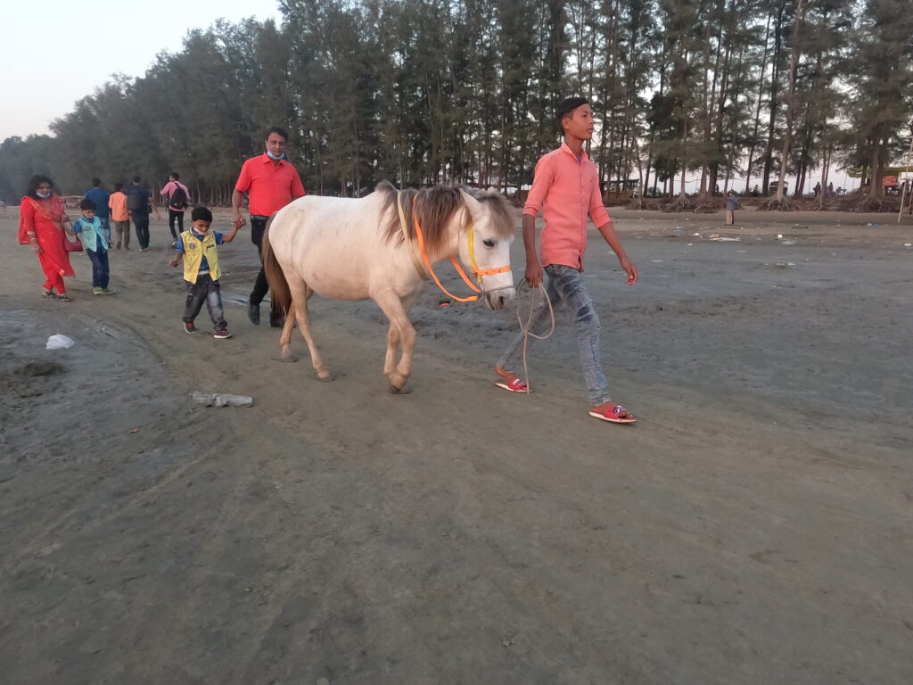 পার্কি-বিচ-এ-ঘোড়া